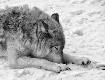 Wolf resting on snow covered field