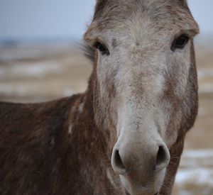 Close-up portrait of horse