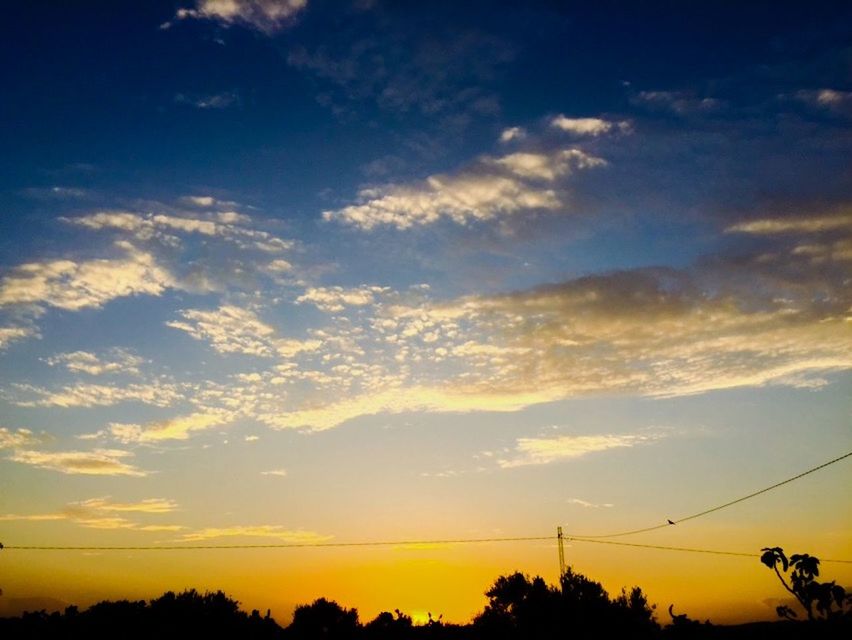 SILHOUETTE OF TREES AT SUNSET