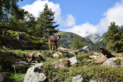 Horse standing on rock against sky