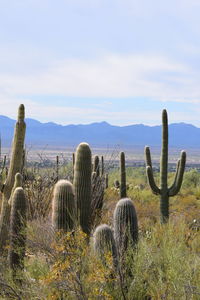 Cactus growing on field against sky