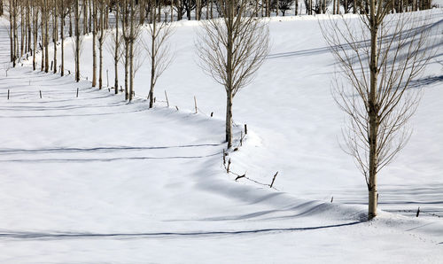 Snow covered land and trees on field