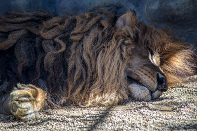 Close-up of cat sleeping