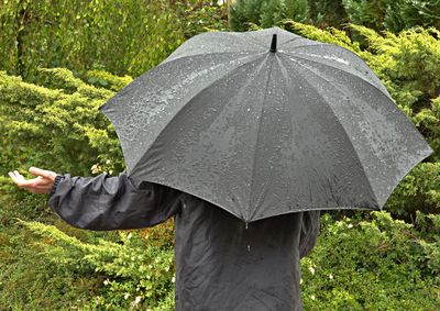 umbrella
