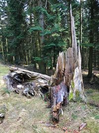 Wood amidst trees in forest