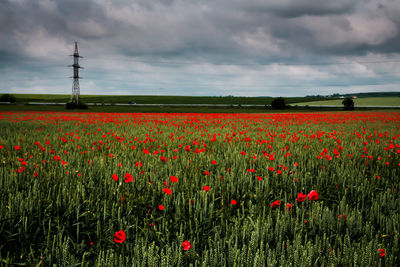 Red poppy flowers on field against sky