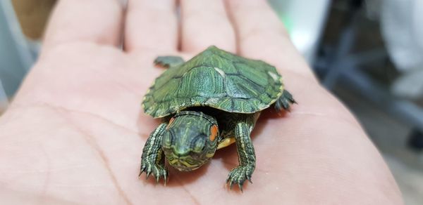 Close-up of person holding small leaf