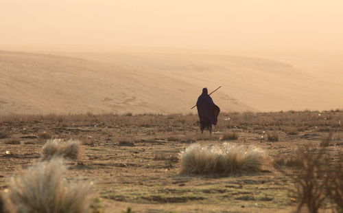 Rear view of shepherd walking on field