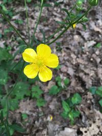 Close-up of yellow flowers