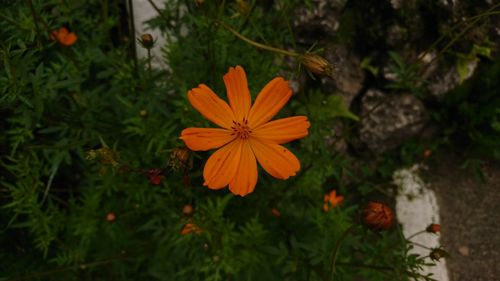 Close-up of orange flower blooming outdoors