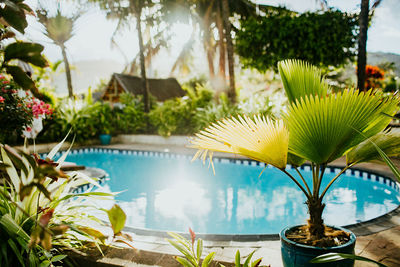 Close-up of plants by swimming pool against trees