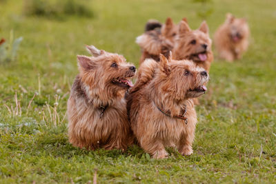 Group of dogs on the walk at the field