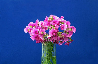 Close-up of pink flower vase against blue background