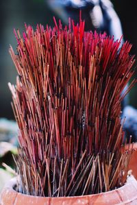 Close up of red flower