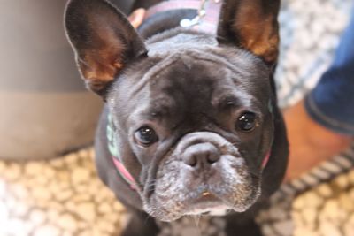 Close-up portrait of dog at home