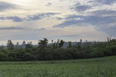 Scenic view of field against sky during sunset