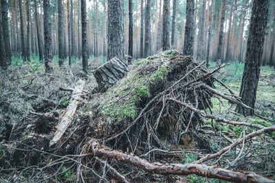 View of tree trunks in forest