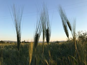 Close-up of wheat field against clear sky