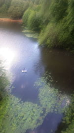 High angle view of lake in forest