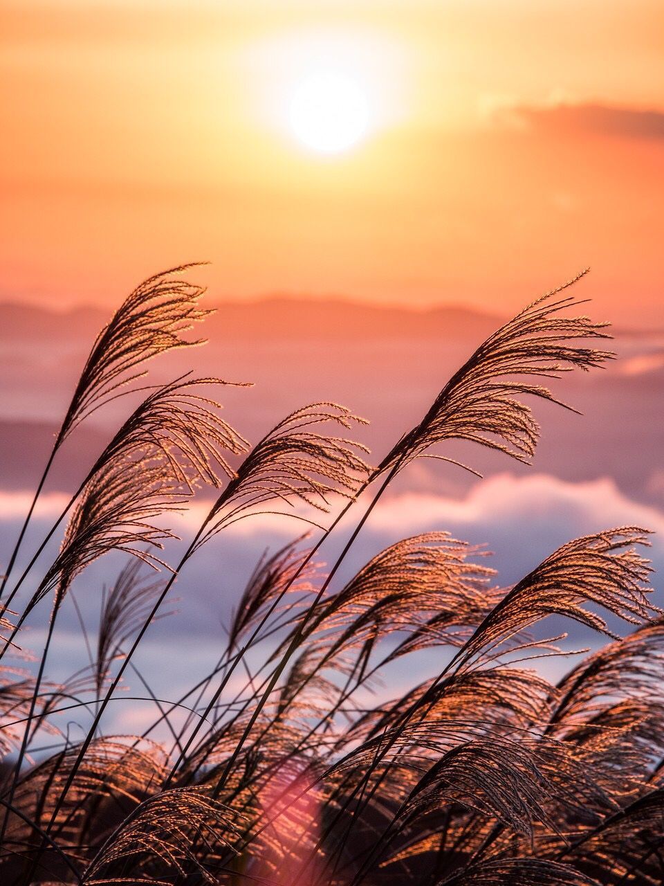 sunset, nature, sun, beauty in nature, sky, growth, tranquil scene, scenics, outdoors, no people, plant, sunlight, tranquility, rural scene, close-up, grass, day