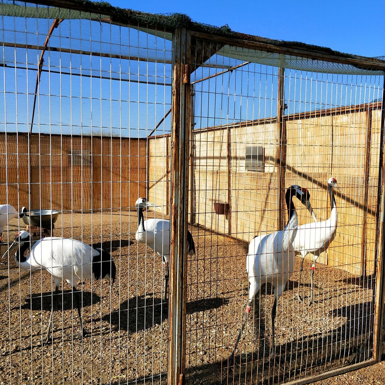 animal themes, livestock, domestic animals, bird, large group of animals, metal, cage, day, mammal, outdoors, no people, nature, sky