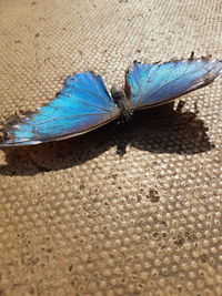 High angle view of butterfly