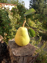 Close-up of fruits on tree