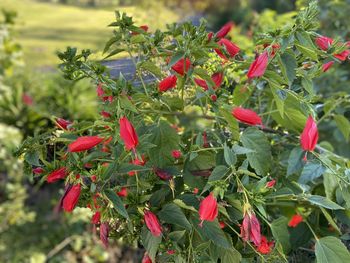 Close-up of red berries on plant