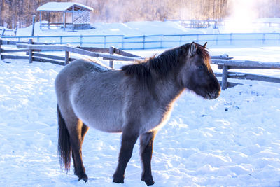 Horses on a farm in the frosty winter evening at sunset