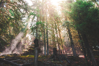 Trees in forest