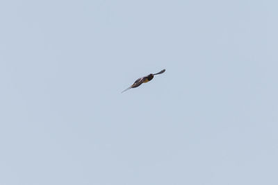 Low angle view of bird flying against clear sky