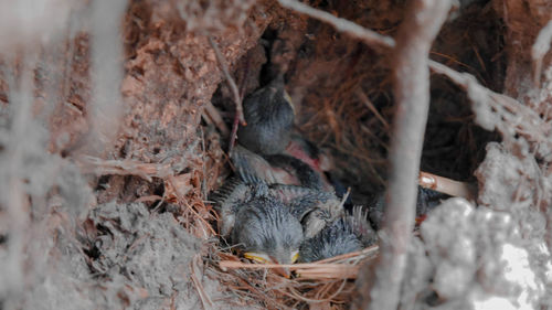 View of birds in nest