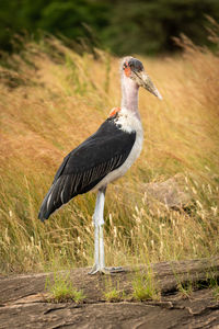 Marabou stork stands on rock eyeing camera