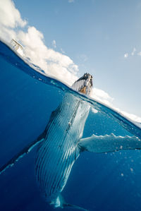 Blue swimming in sea against sky