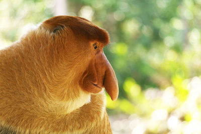 Close-up of proboscis monkey