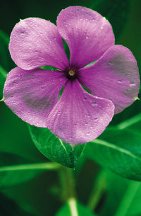 Close-up of pink rose flower