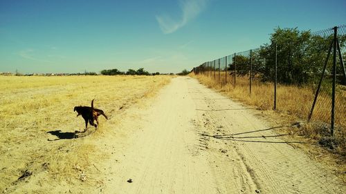 Dog standing on roadside against sky