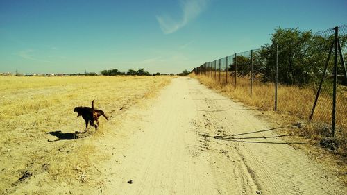 Dog walking on road amidst trees against sky