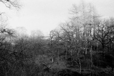 Trees in forest against sky