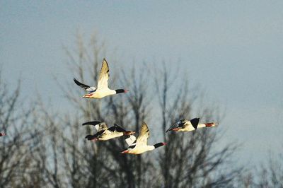 A flock of ducks flying over the lake