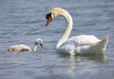 Swans swimming in lake