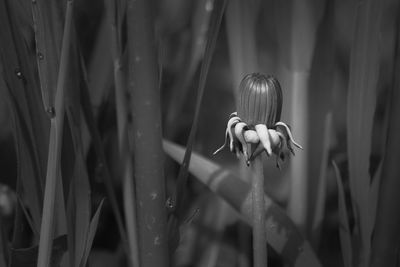 Close-up of water drops on red flowering plant