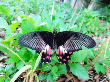 Butterfly on flower