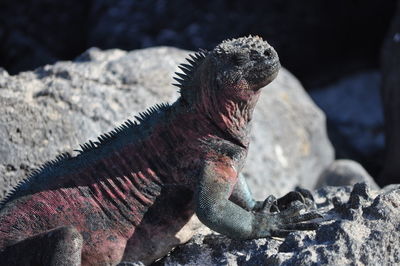 Close-up of lizard on rock