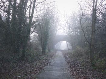 Road amidst trees