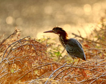 Close-up of bird perching on branch