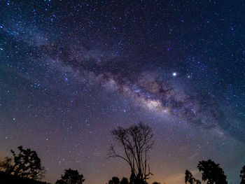 Low angle view of trees against sky at night