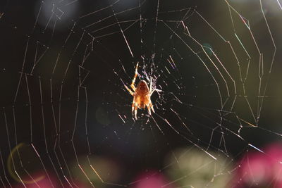 Spider web on web