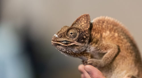 Close-up of hand holding lizard