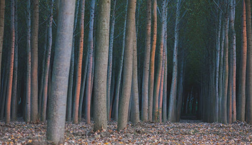 Panoramic shot of sunlight